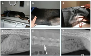 大型犬的侧位X光.png 大型犬的侧位X光.png