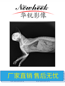 宠物dr02.jpg 宠物dr02.jpg