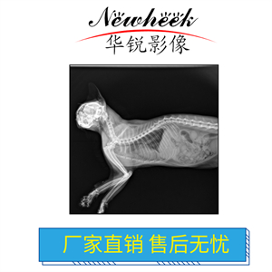 宠物DR如何助力宠物医院实现准确
医疗与个性化治疗？-3