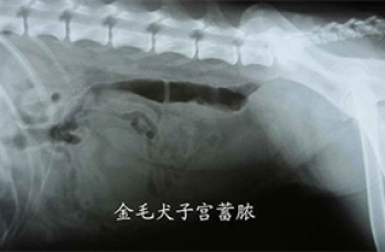 兽用X光机的功率如何选择