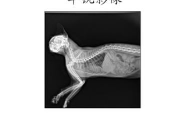 宠物DR在宠物骨折诊断中的准确
评估与个性化治疗方案