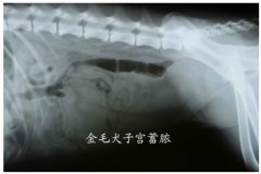 100mA固定式兽用x光机的产品特点及功能